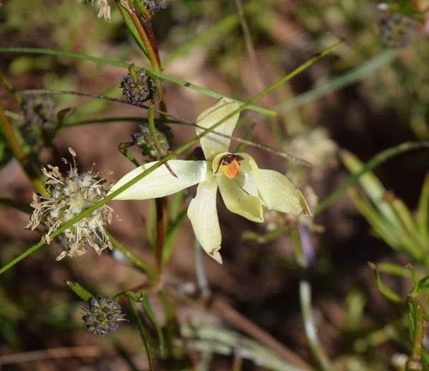 Thelymitra antennifera Orchid-vanilla-0001.JPG